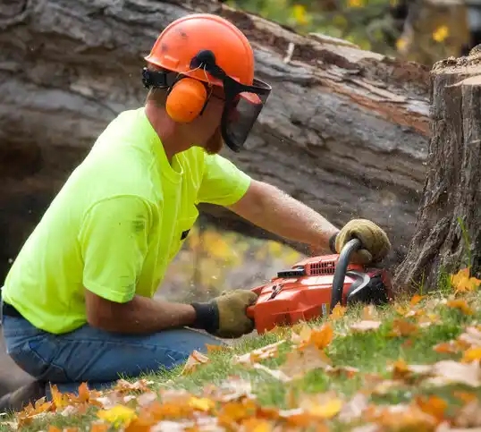 tree services Bayonne